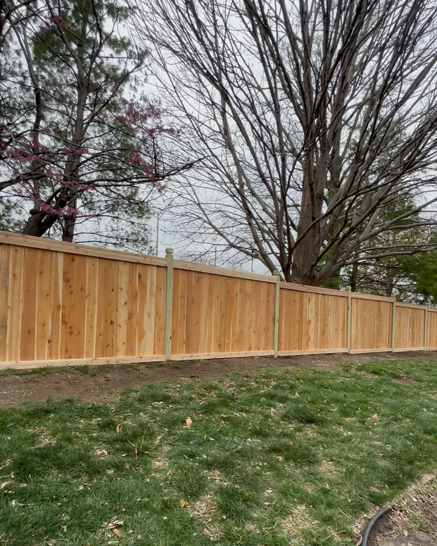 Fresh cedar board-on-board privacy fence in Olathe, KS backyard — early spring, overcast sky